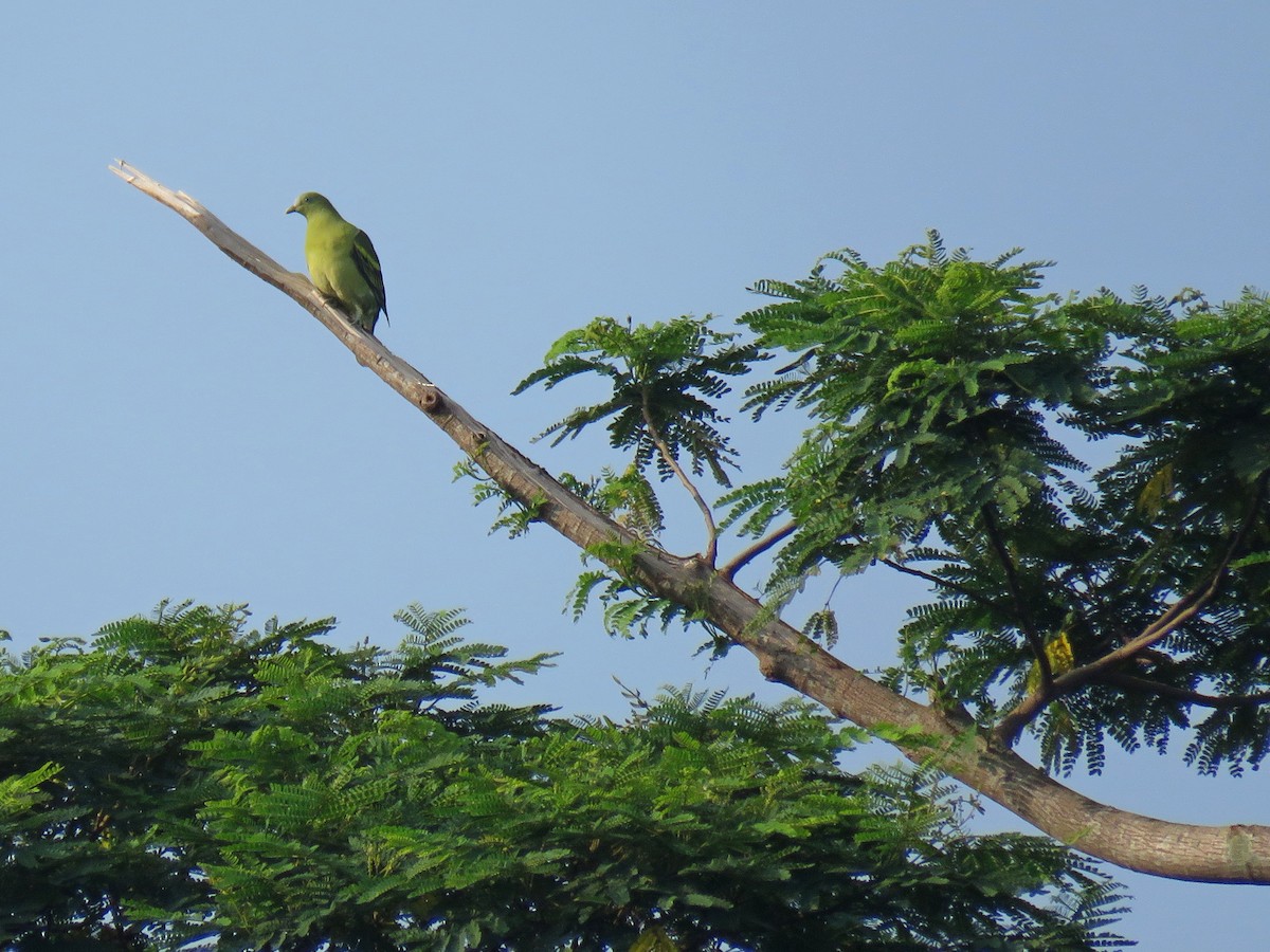 Philippine Green-Pigeon - ML20543601