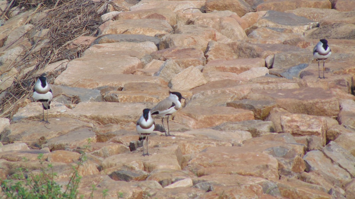 River Lapwing - Dr. Sanjeet Kumar