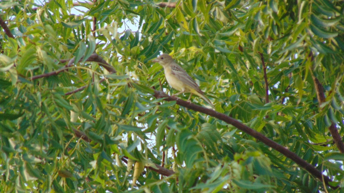 Red-headed Bunting - Dr. Sanjeet Kumar