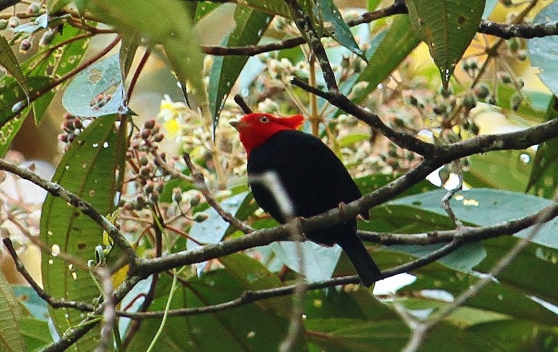 Scarlet-horned Manakin - ML205436351