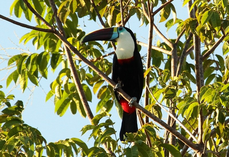 White-throated Toucan (Red-billed) - ML205436411