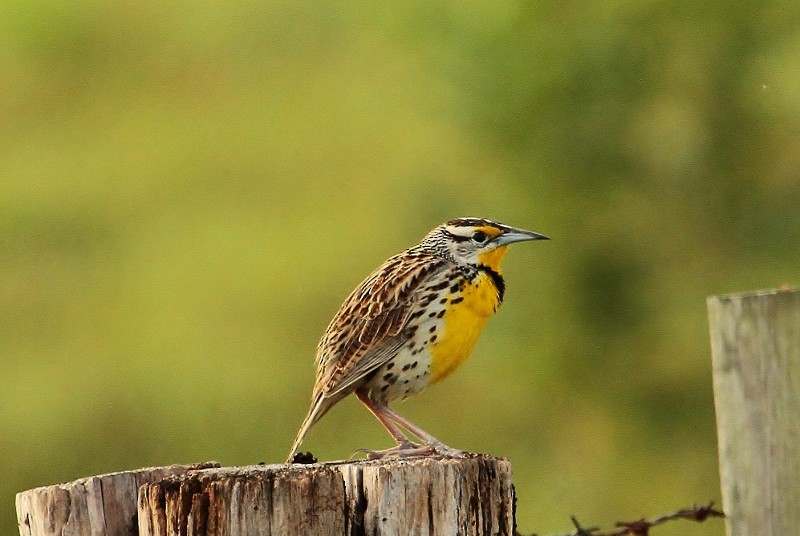 Eastern Meadowlark - ML205436631