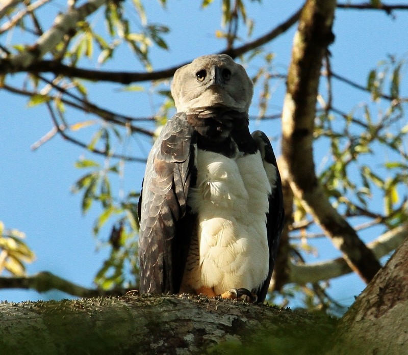 Harpy Eagle - ML205436661