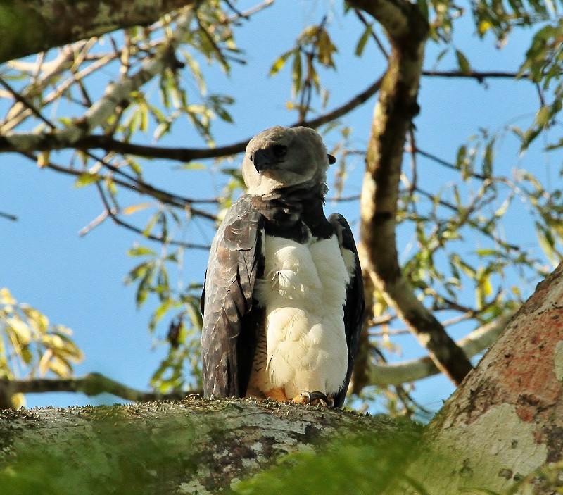 Harpy Eagle - ML205436671