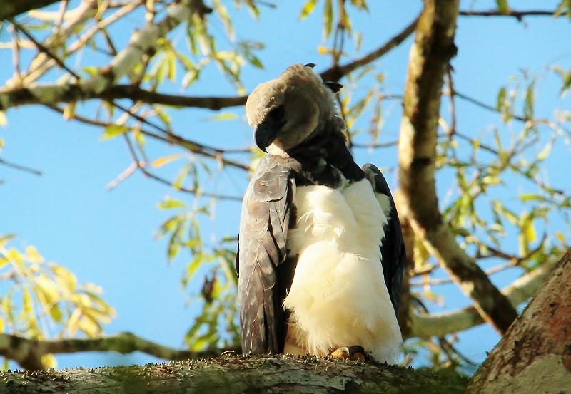 Harpy Eagle - ML205436681