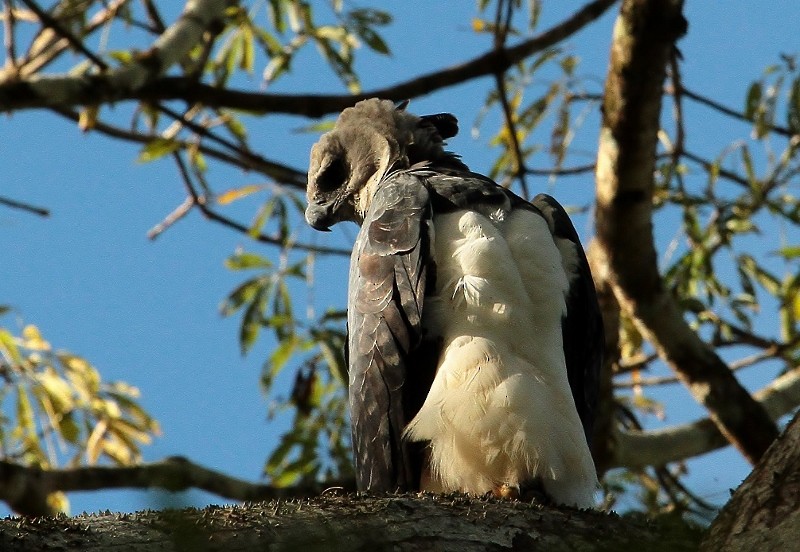 Harpy Eagle - ML205436691