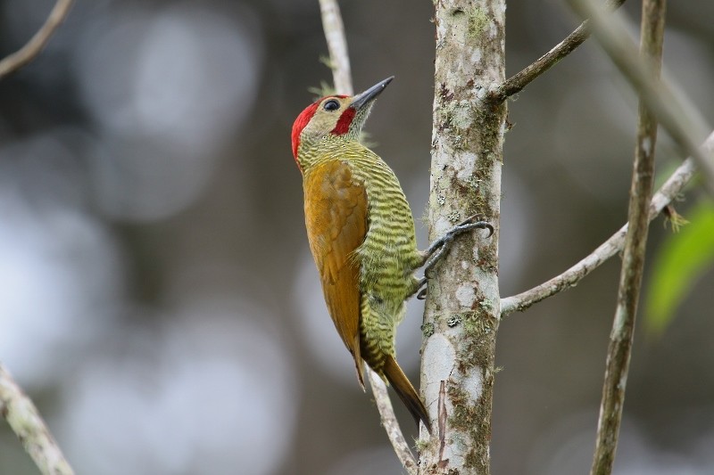 Golden-olive Woodpecker (Golden-olive) - Margareta Wieser