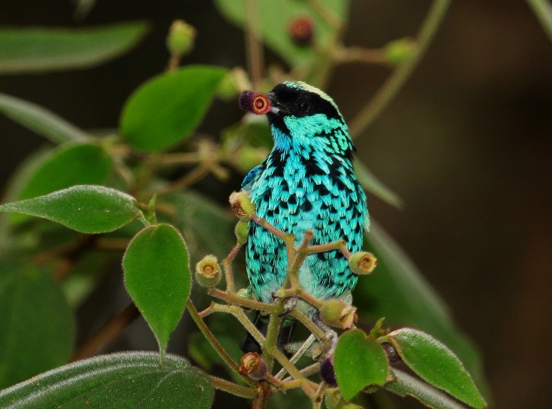 Beryl-spangled Tanager - ML205436721