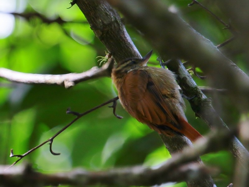 Plain Xenops (mexicanus Group) - Margareta Wieser