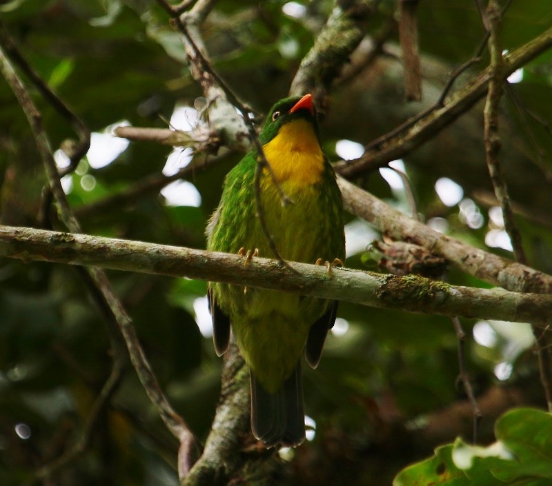 Cotinga à poitrine d'or - ML205436781