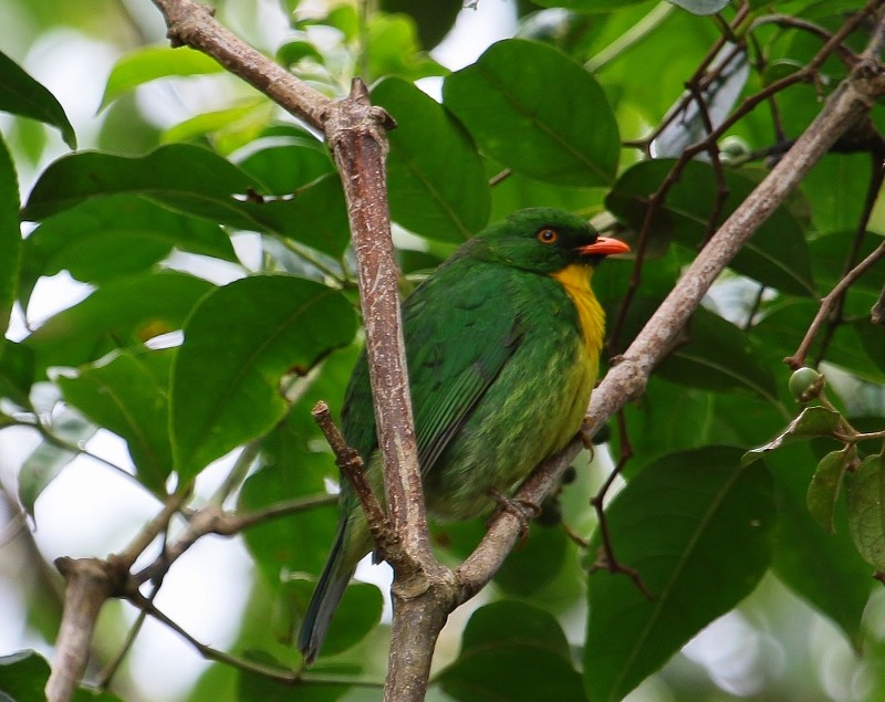 Golden-breasted Fruiteater - Margareta Wieser