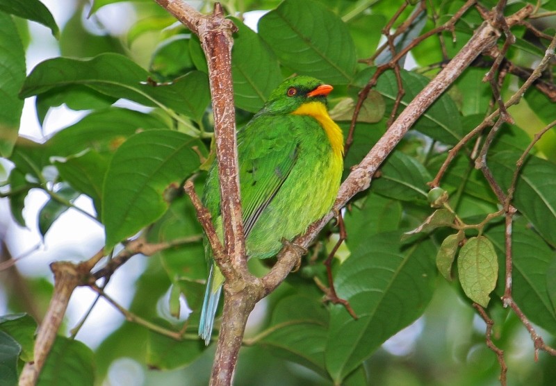 Golden-breasted Fruiteater - Margareta Wieser