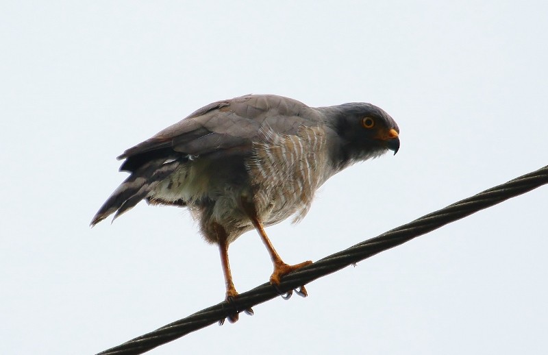 Roadside Hawk - Margareta Wieser