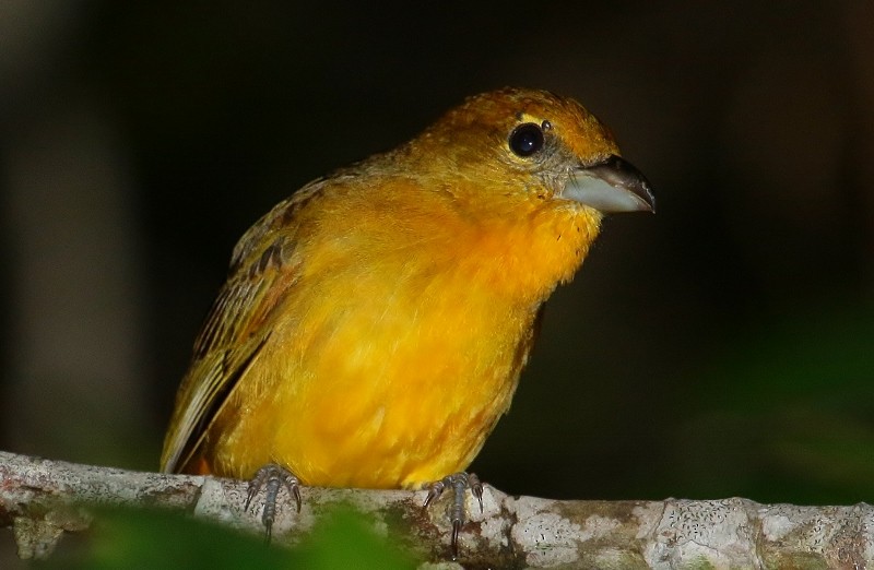 Hepatic Tanager (Highland) - Margareta Wieser