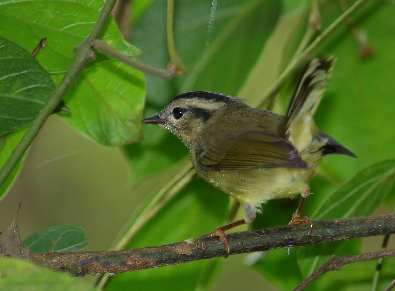 Three-striped Warbler - ML205437151