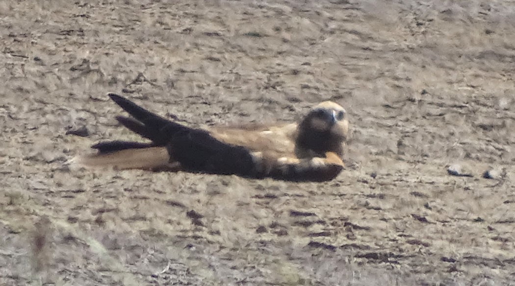 Western Marsh Harrier - ML205437351