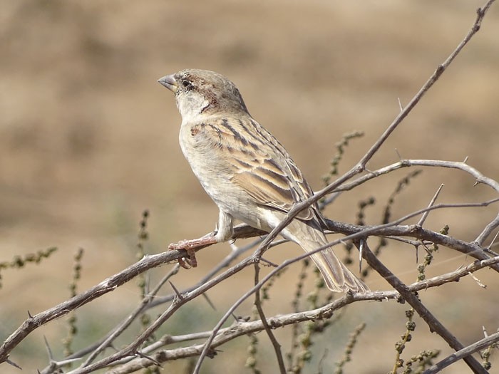 House Sparrow - ML205437391