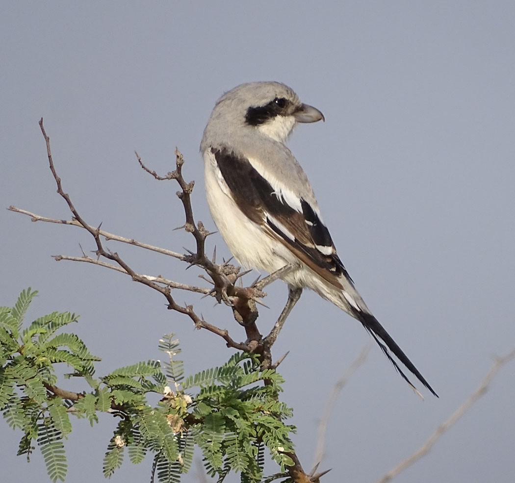 Great Gray Shrike - ML205437791