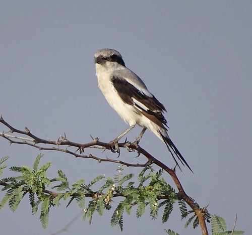 Great Gray Shrike - shantilal  Varu