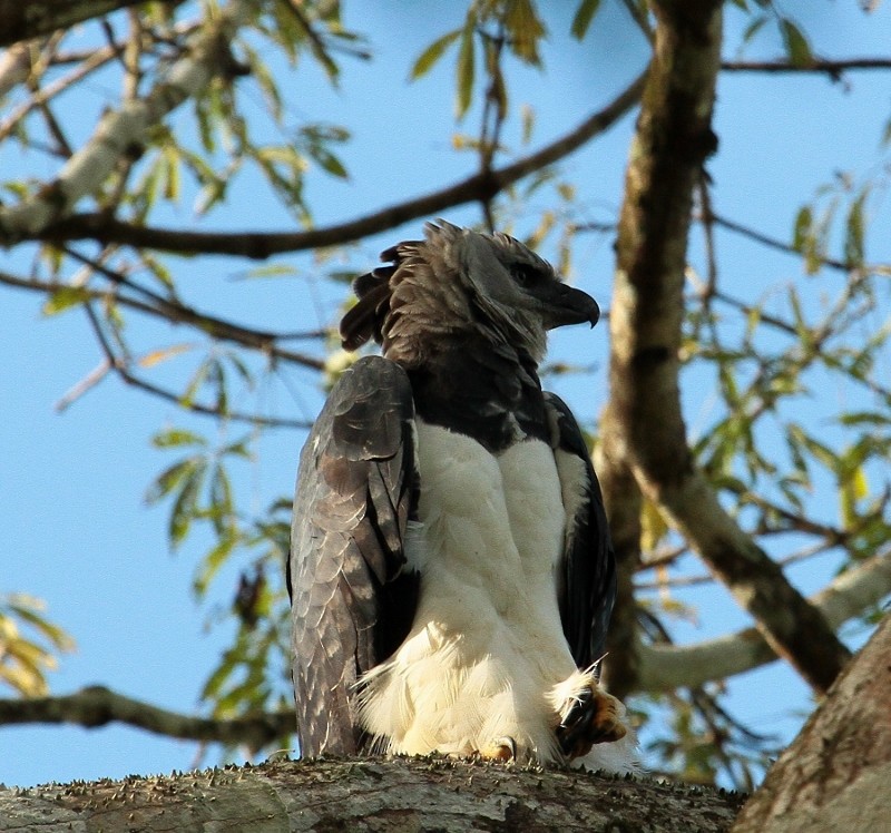 Harpy Eagle - Margareta Wieser