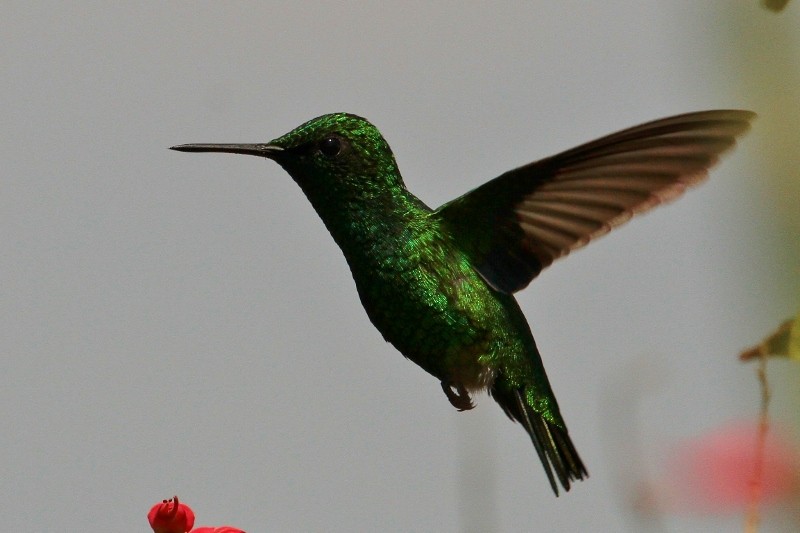 Green-tailed Emerald - Margareta Wieser