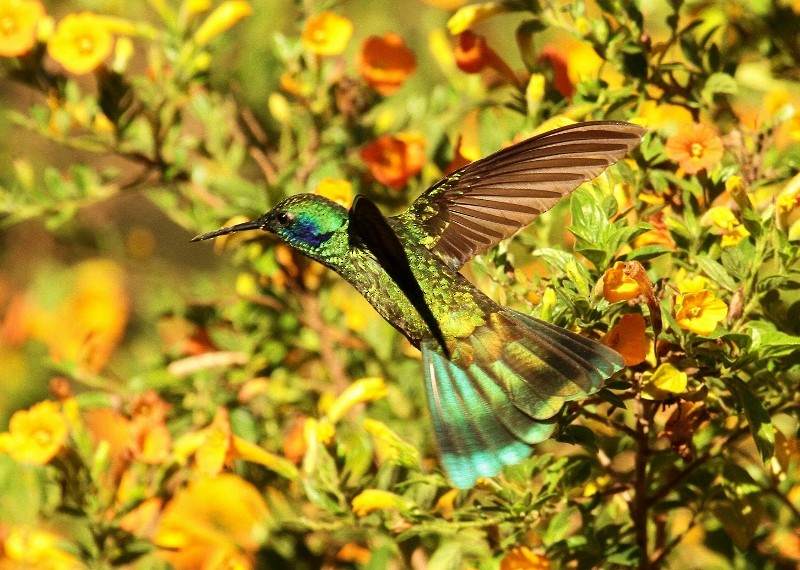 kolibřík modrouchý (ssp. cyanotus/crissalis) - ML205438891