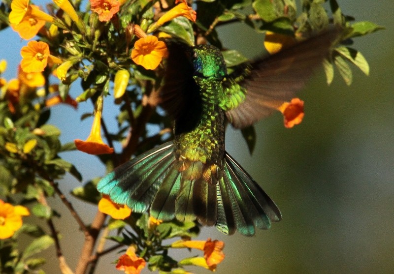 Colibrí Oreja Violeta Menor (andino) - ML205438901