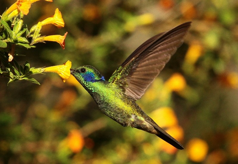 Berg-Veilchenohrkolibri (cyanotus/crissalis) - ML205438911