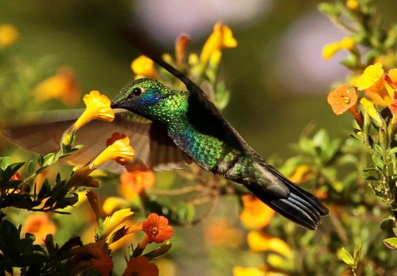 blåørekolibri (cyanotus/crissalis) - ML205438921