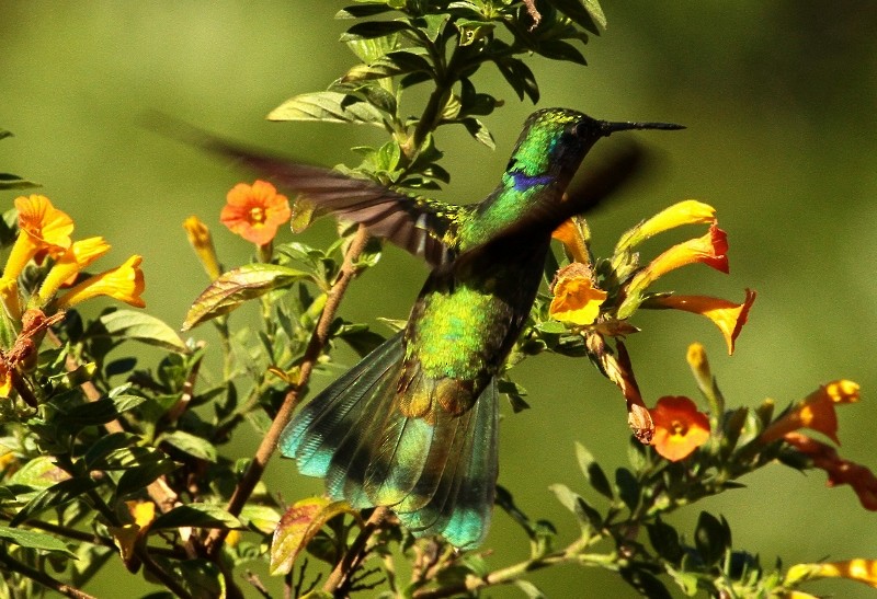 Colibrí Oreja Violeta Menor (andino) - ML205438931