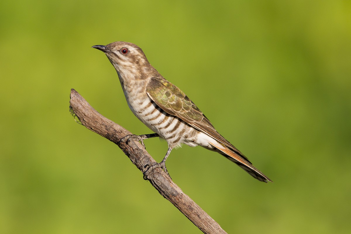 Horsfield's Bronze-Cuckoo - ML20543901