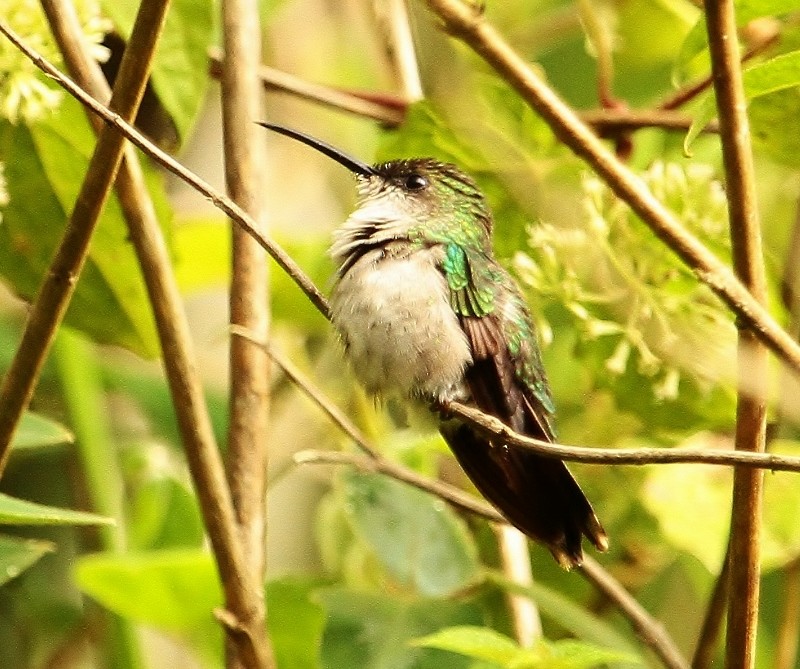 kolibřík nymfový - ML205439251