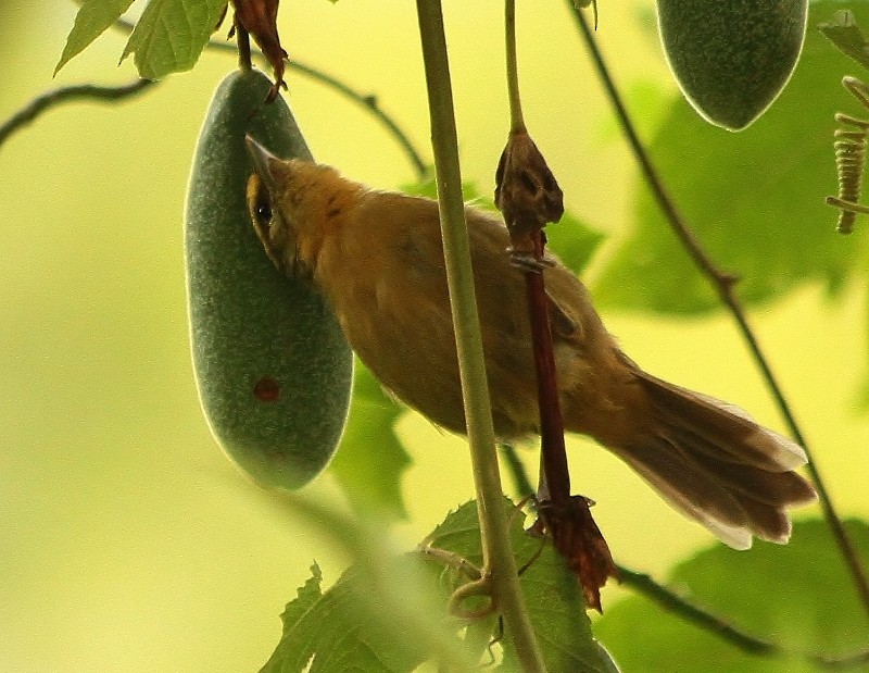 Zeytuni Hemispingus - ML205439331