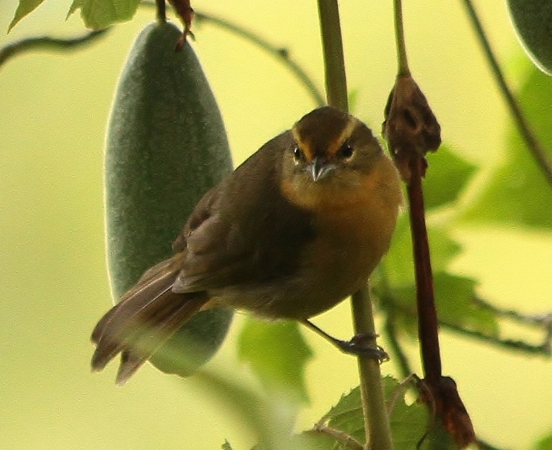 Zeytuni Hemispingus - ML205439341