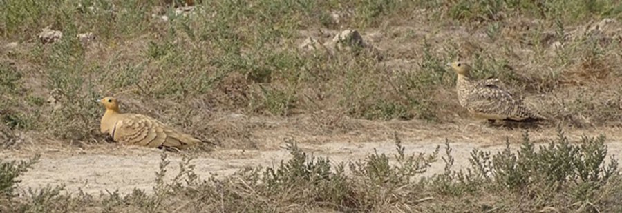 Chestnut-bellied Sandgrouse - shantilal  Varu