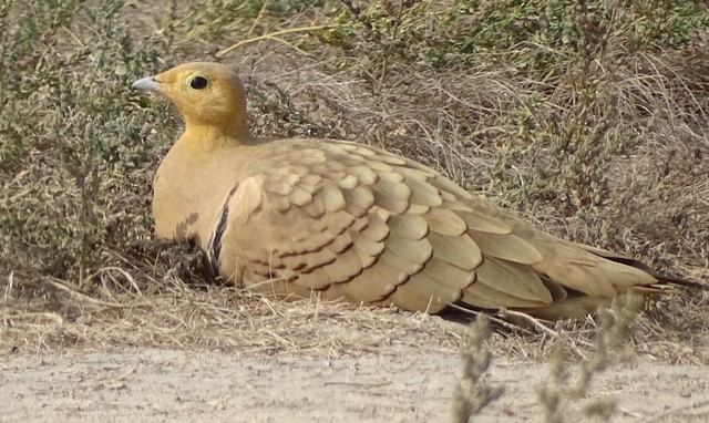 Chestnut-bellied Sandgrouse - shantilal  Varu