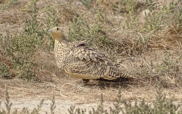 Chestnut-bellied Sandgrouse - shantilal  Varu