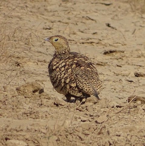 Chestnut-bellied Sandgrouse - shantilal  Varu