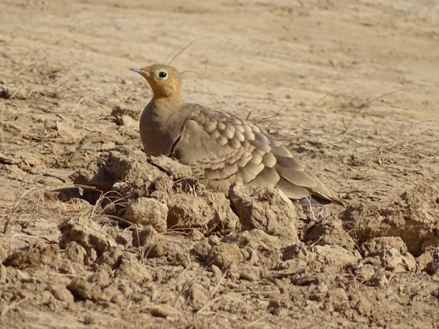 Chestnut-bellied Sandgrouse - shantilal  Varu