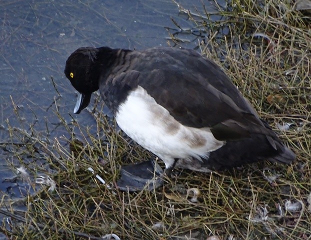 Tufted Duck - shantilal Varu