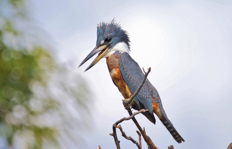 Ringed Kingfisher - ML205440761