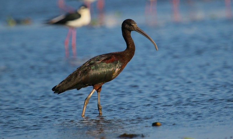 ibis hnědý - ML205440851