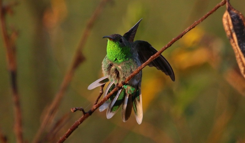 White-tailed Goldenthroat - Margareta Wieser