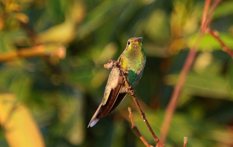 Colibri guaïnumbi - ML205441051