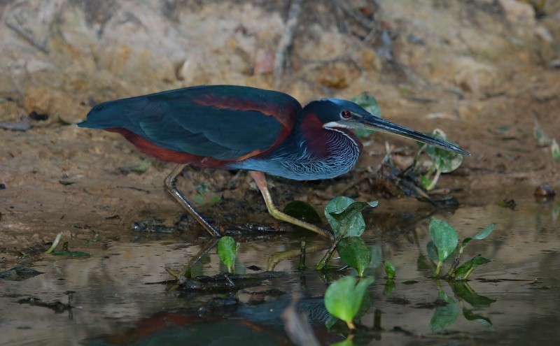 Agami Heron - ML205441111