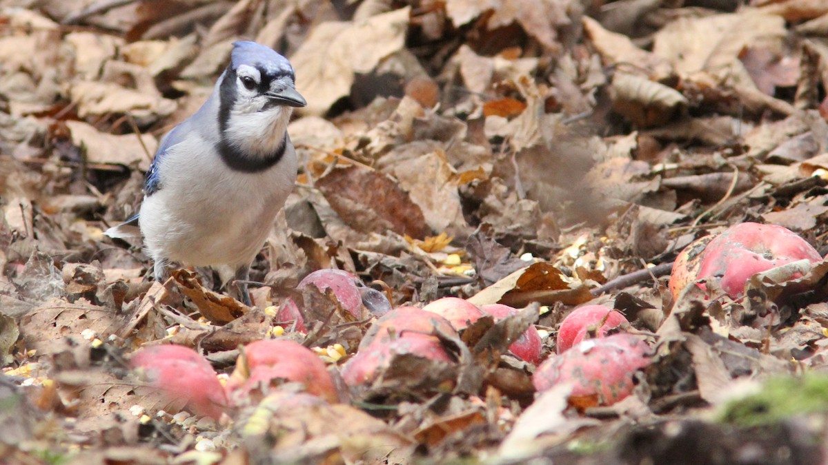 Blue Jay - ML20544151