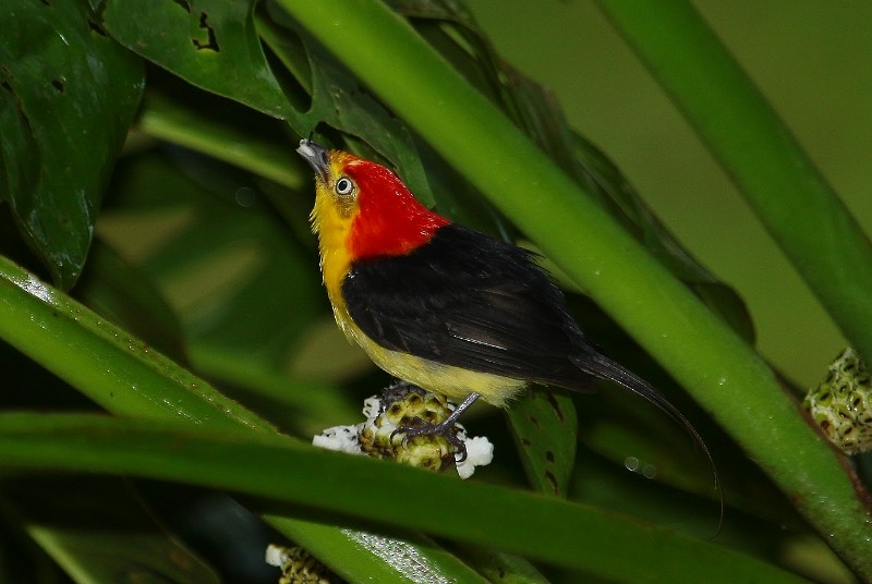 Wire-tailed Manakin - ML205441541