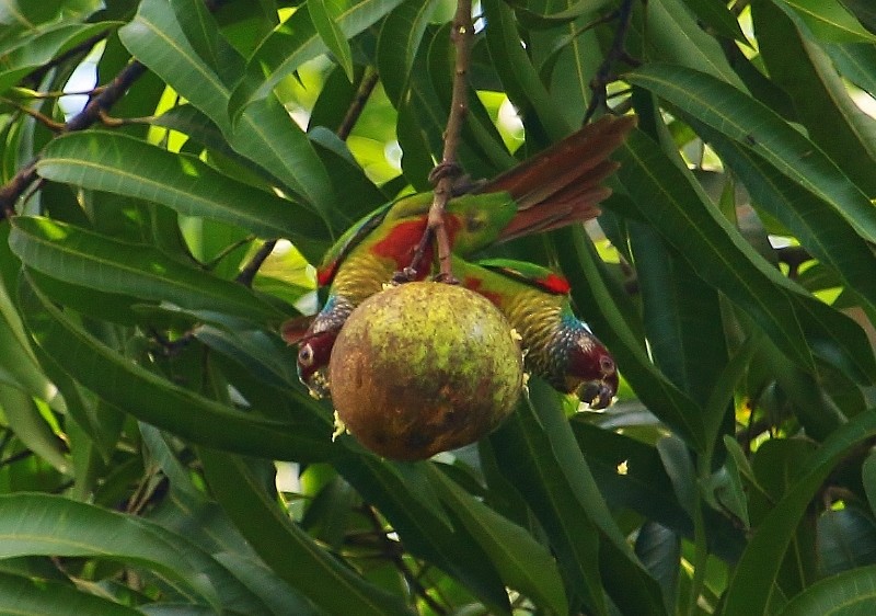 Painted Parakeet (Venezuelan) - ML205441731