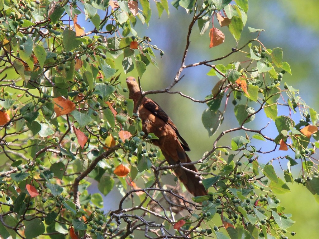 Ruddy Cuckoo-Dove - ML20544281