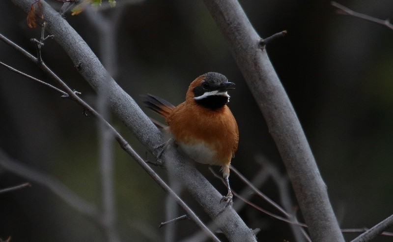 White-whiskered Spinetail - Margareta Wieser